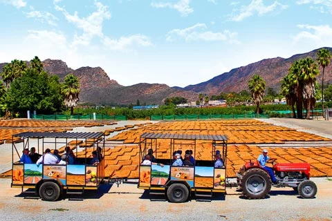 Things To Do In Montagu: Tractor Trip
